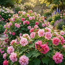 Hibiscus Mutabilis Double Pink Flower Seeds for Planting