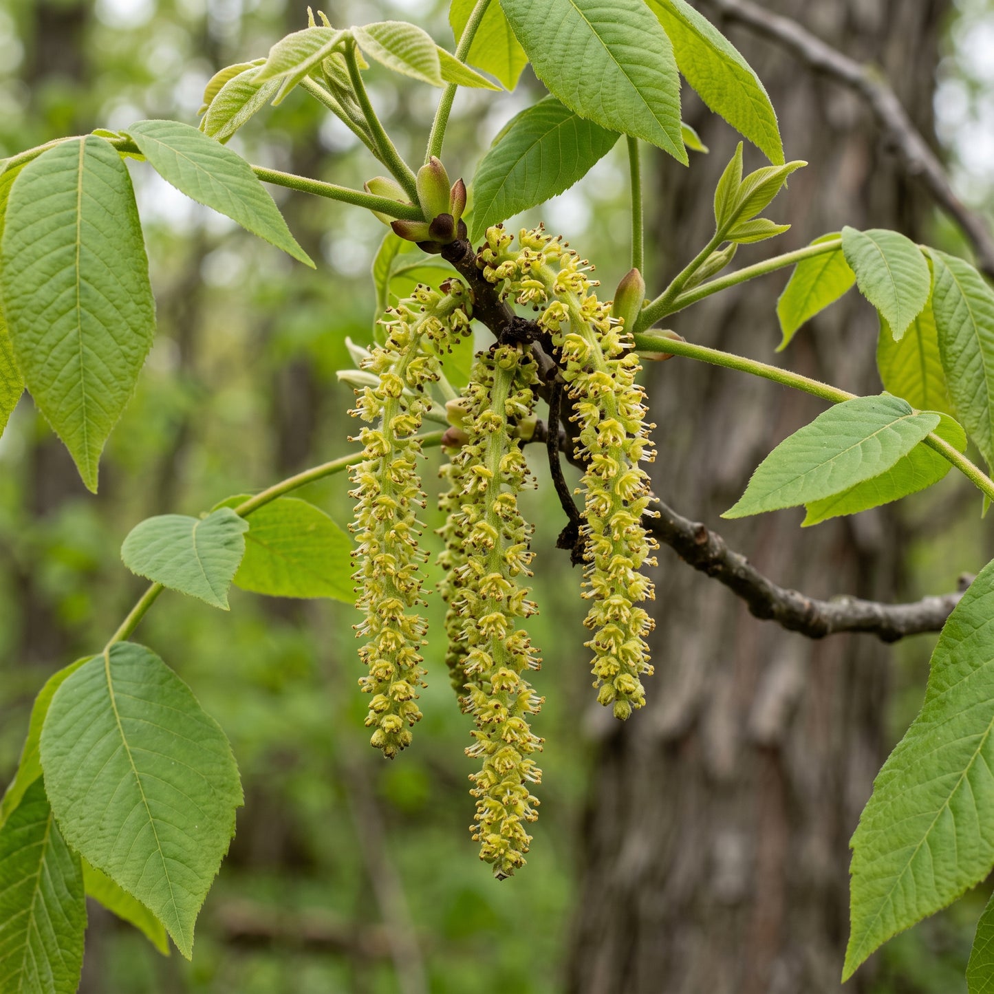 Shagbark Hickory (Carya ovata) Seeds for Planting