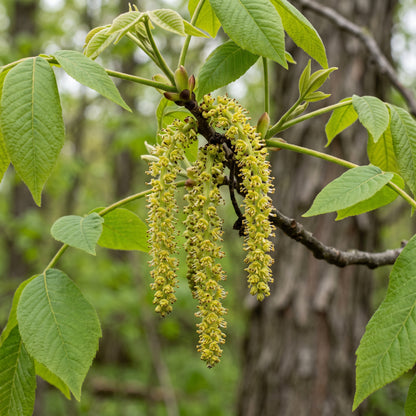 Shagbark Hickory (Carya ovata) Seeds for Planting
