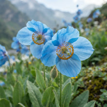 Himalayan Blue Poppy Meconopsis betonicifolia Seeds for Planting