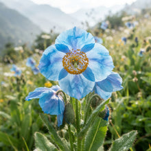 Himalayan Blue Poppy Meconopsis betonicifolia Seeds for Planting