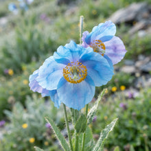Meconopsis Aculeata Himalayan Blue Poppy Seeds for Planting