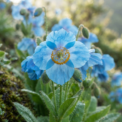 Himalayan Blue Poppy Seeds for Planting