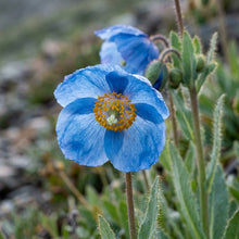 Meconopsis Superba Flower Seeds