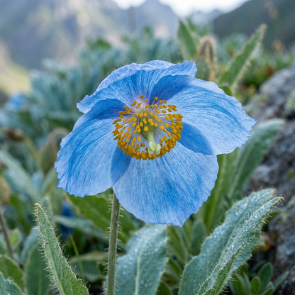 Meconopsis Superba Flower Seeds