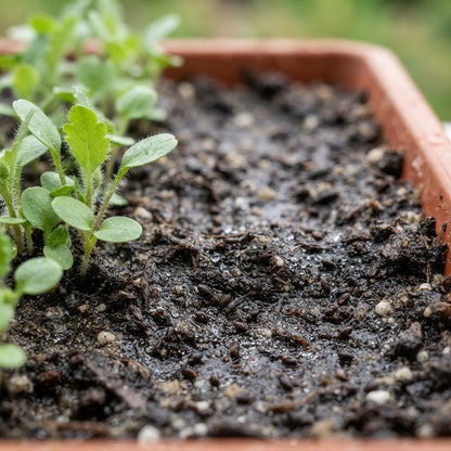 Himalayan Blue Poppy Seeds for Planting
