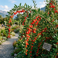 Himalayan Tibetan Goji Berry Seeds for Planting