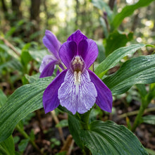 Roscoea Purpurea var. Procera Flower Seeds for Garden Planting