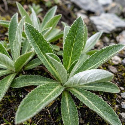 Saussurea Nepalensis Seeds