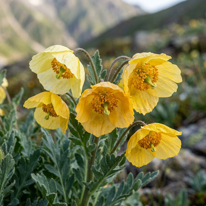 Meconopsis Paniculata Flower Seeds
