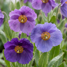 Meconopsis Baileyi Hensol Violet Flower Seeds for Garden Planting
