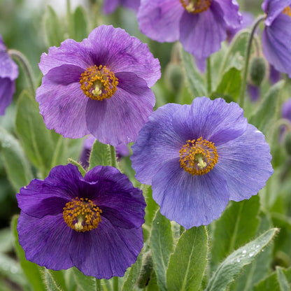 Meconopsis Baileyi Hensol Violet Flower Seeds for Garden Planting