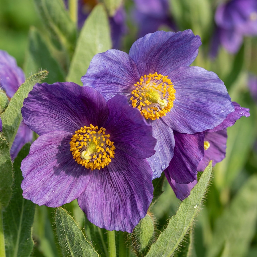 Meconopsis Baileyi Hensol Violet Flower Seeds for Garden Planting