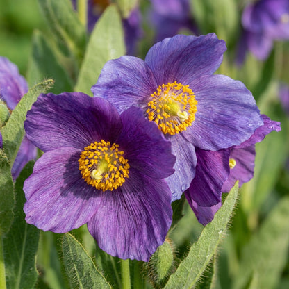 Meconopsis Baileyi Hensol Violet Flower Seeds for Garden Planting