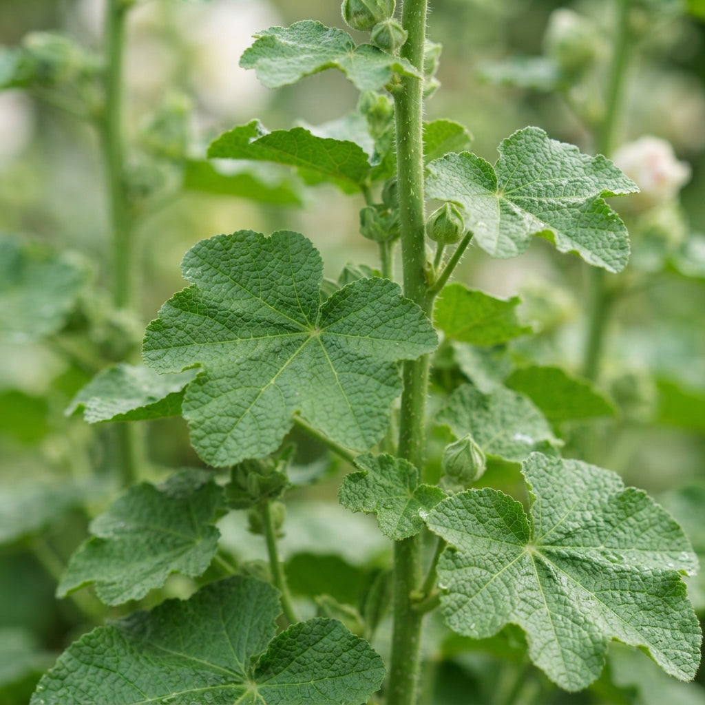 Hollyhock Malva Flower Seeds for Planting