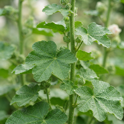 Hollyhock Malva Flower Seeds for Planting