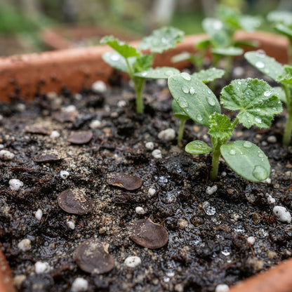 Pale Pink Hollyhock Flower Seeds for Planting