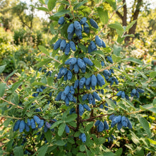 Honeyberry Blue Honeysuckle (Lonicera caerulea) Seeds for Planting