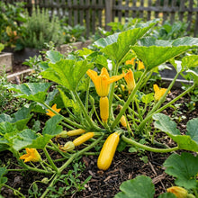 Marrow Honeygold Seeds – Golden Marrow Seeds for Home Garden