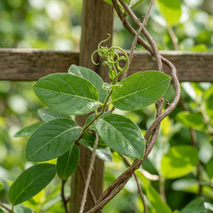 Mixed Honeysuckle Vine Seeds for Planting