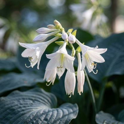 Hosta Elegans Gray Blue White Flower Seeds for Planting