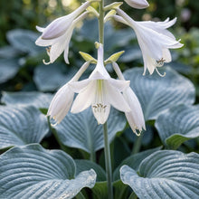 Hosta Elegans Gray Blue White Flower Seeds for Planting