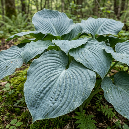 Hosta Elegans Gray Blue White Flower Seeds for Planting
