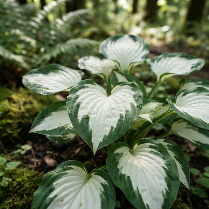 Hosta Fire and Ice Seeds for Planting