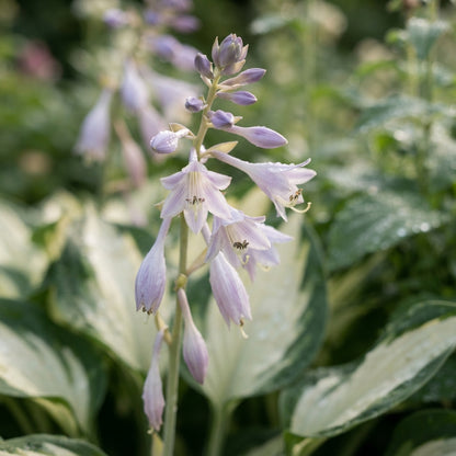 Hosta Fire and Ice Seeds for Planting