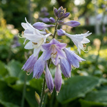 Mixed Hosta Lily Flower Seeds for Planting