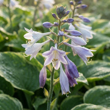 Mixed Hosta Lily Flower Seeds for Planting