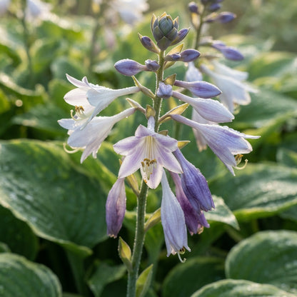 Mixed Hosta Lily Flower Seeds for Planting