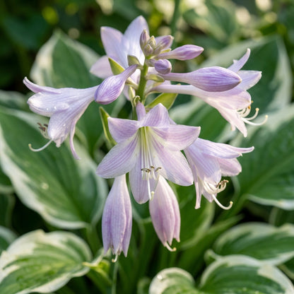 Hosta 'Patriot' Seeds for Planting