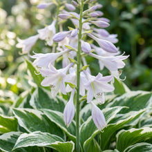 Hosta 'Patriot' Seeds for Planting