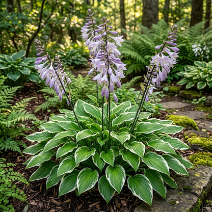 Hosta 'Patriot' Seeds for Planting