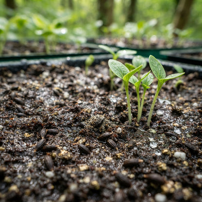 Mixed Hosta Seeds for Planting