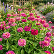 Hot Pink Zinnia Flower Seeds for Planting