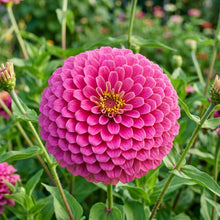 Hot Pink Zinnia Flower Seeds for Planting