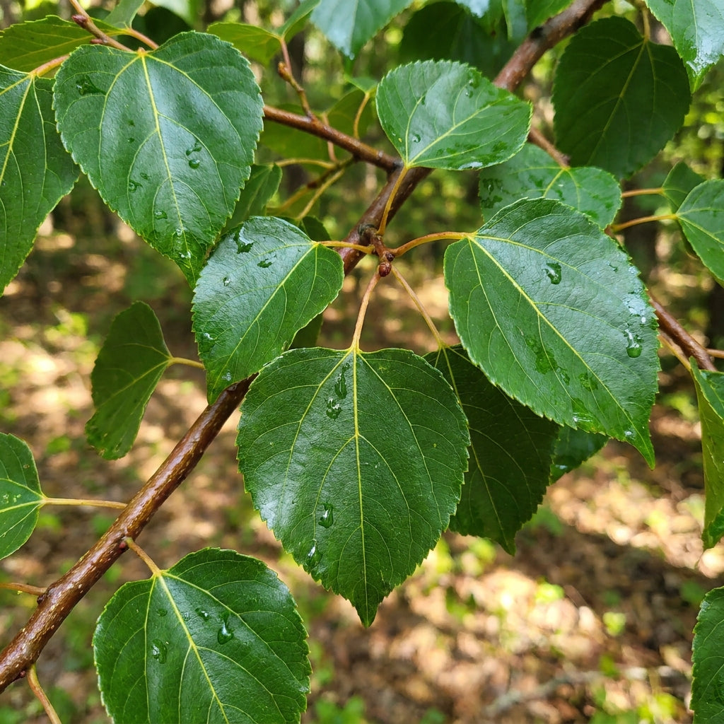 Japanese Raisin Tree Seeds - Hovenia Dulcis Tree Seeds for Garden