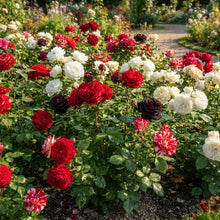 Rare Red White and Black Hybrid Rose Flower Seeds - Rose Seeds for Garden