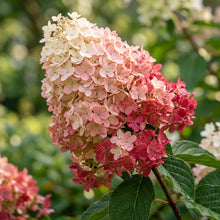 Hydrangea Strawberry Sundae Flower Seeds