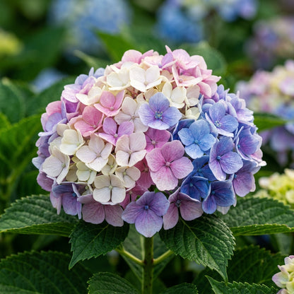 Dwarf Hybrid Hydrangea Flower Seeds for Planting