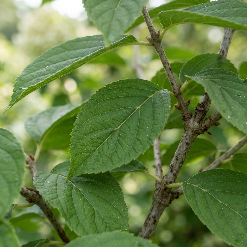 Hydrangea paniculata PeeGee Seeds for Planting