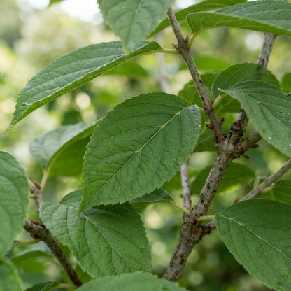 Hydrangea paniculata PeeGee Seeds for Planting