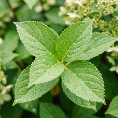 Hydrangea Paniculata Shrub Seeds for Garden Borders - White & Pink Flowering Shrubs for Outdoor Landscaping
