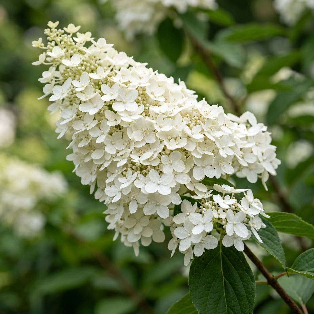 Hydrangea Paniculata Shrub Seeds for Garden Borders - White & Pink Flowering Shrubs for Outdoor Landscaping