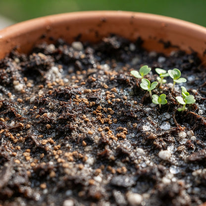 Hydrangea paniculata PeeGee Seeds for Planting