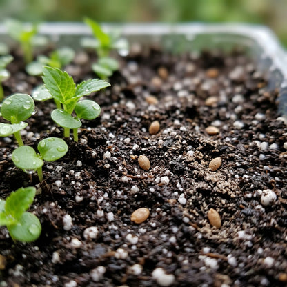 Dwarf Hybrid Hydrangea Flower Seeds for Planting