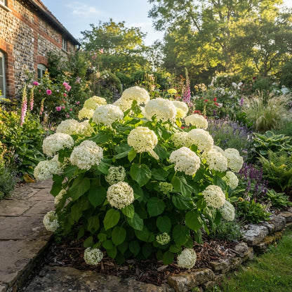 Hydrangea Annabelle Flower Seeds for Planting