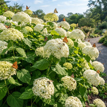 Hydrangea Annabelle Flower Seeds for Planting